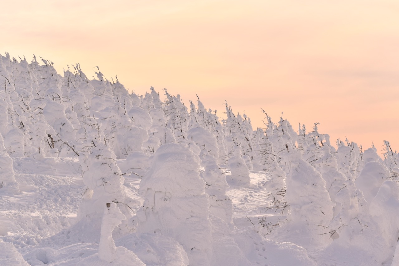 Snow-covered juhyo trees on Mount Zao.