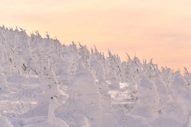 Snow-covered juhyo trees on Mount Zao.